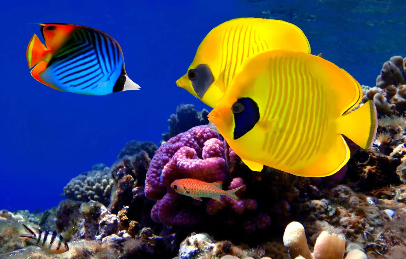 Photo wallpaper water, fish, the ocean, reef