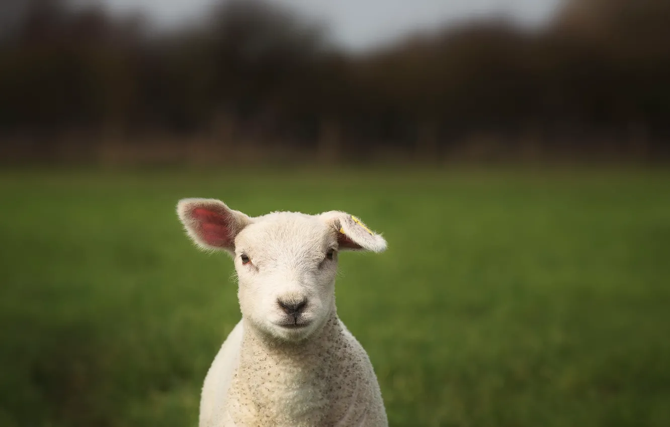 Photo wallpaper field, look, nature, sheep, portrait, face, sheep, bokeh
