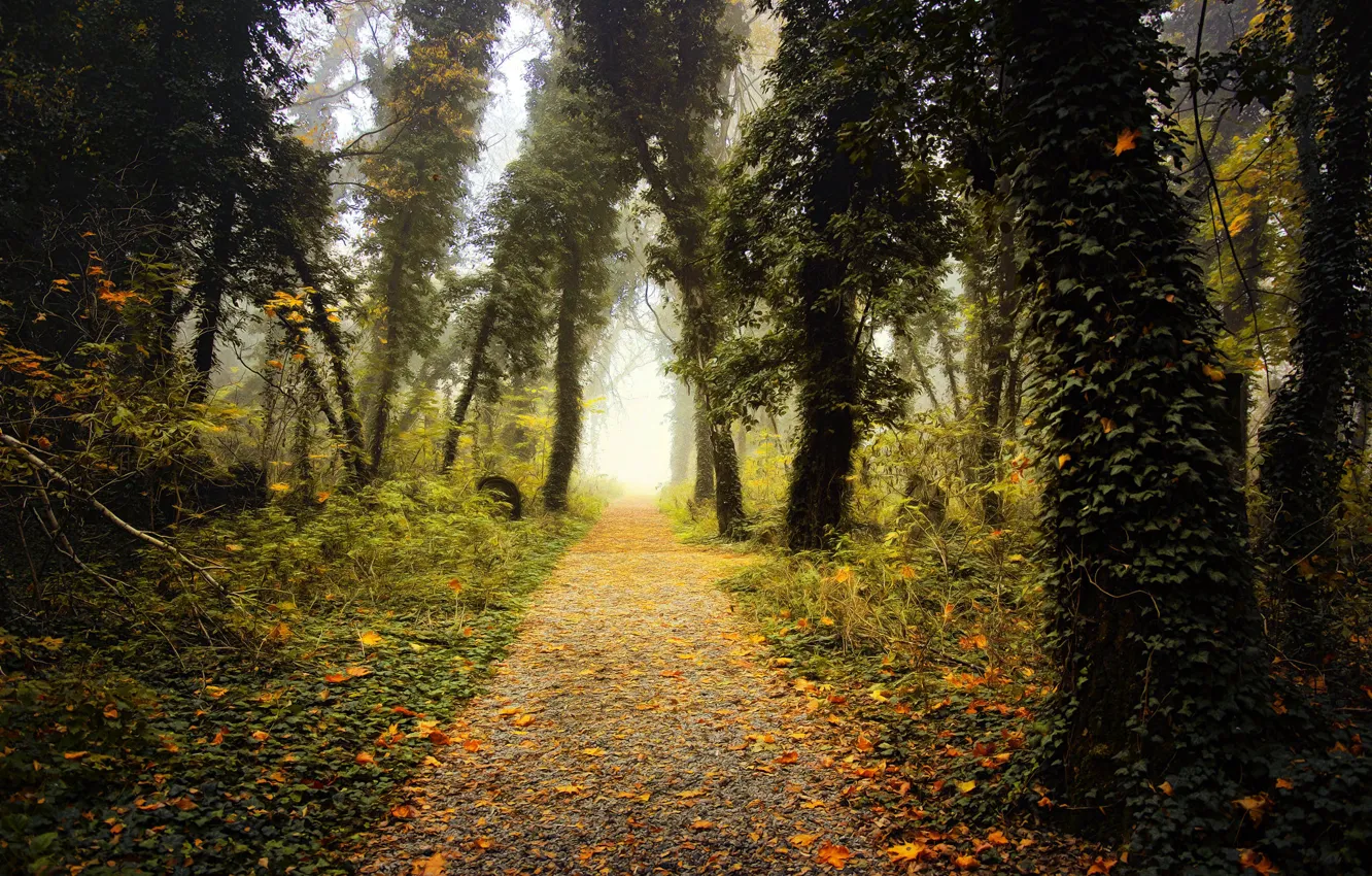 Photo wallpaper Park, foliage, track, digital painting