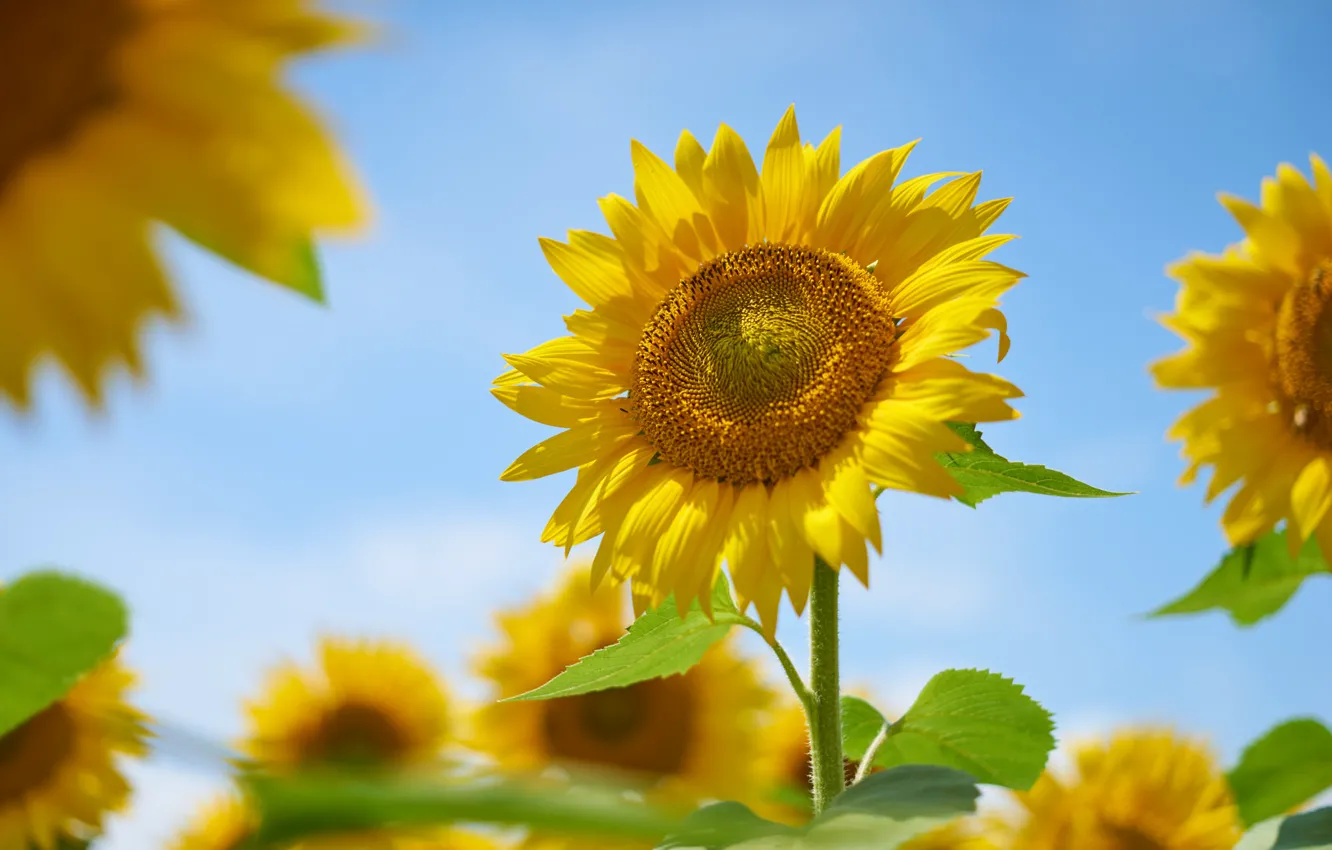 Photo wallpaper summer, the sky, sunflowers