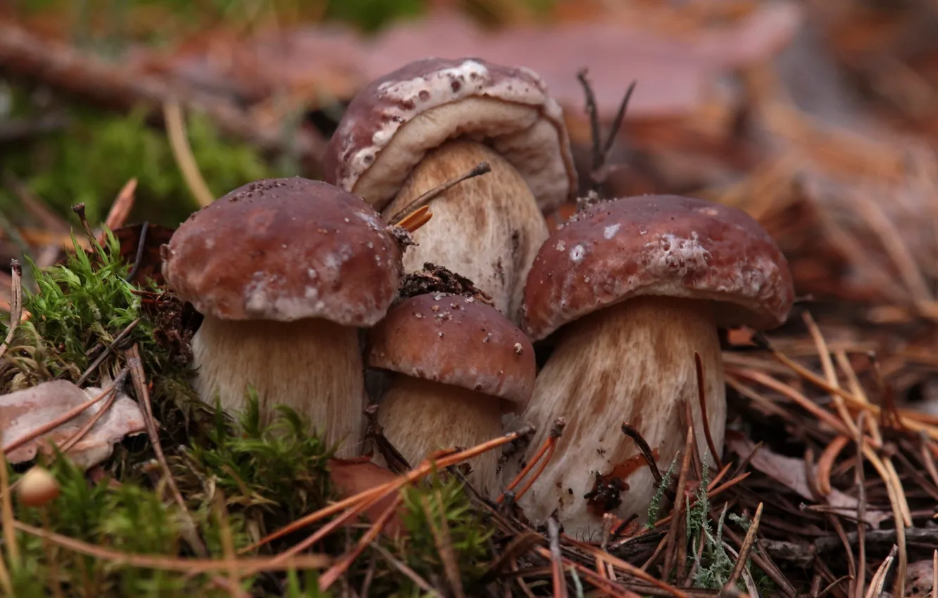 Photo wallpaper forest, nature, mushrooms, moss