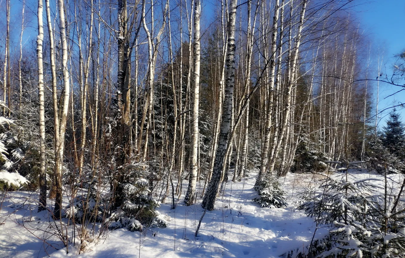 Photo wallpaper winter, forest, snow, nature, frost