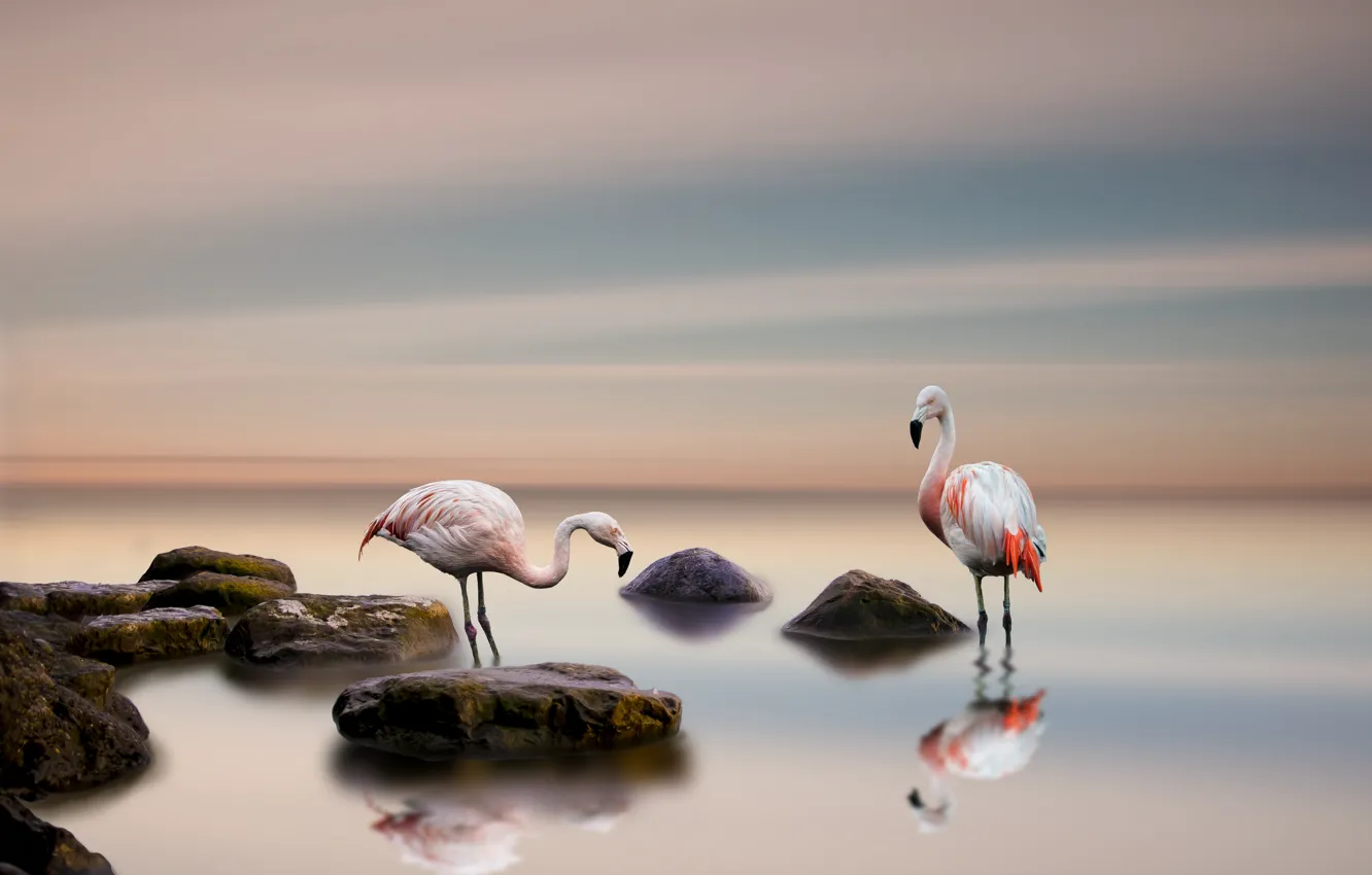 Photo wallpaper birds, background, Flamingo