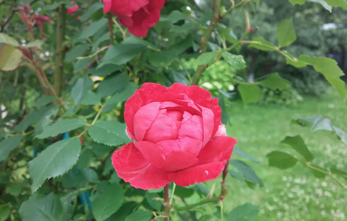 Photo wallpaper flower, rose, garden