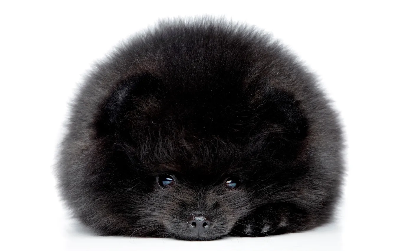 Photo wallpaper ball, dog, black fluff