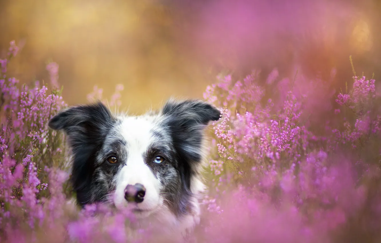 Photo wallpaper look, each, dog