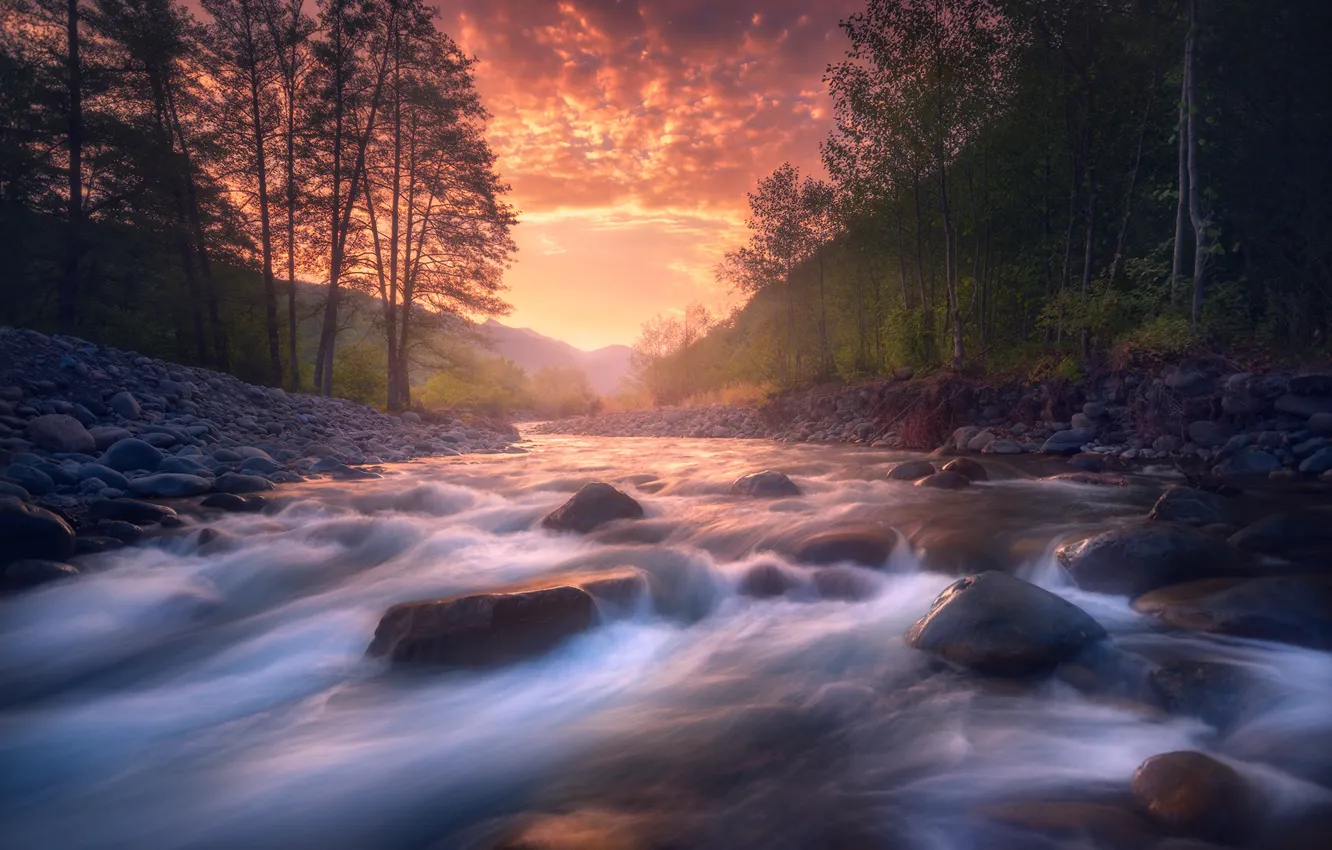 Photo wallpaper sunset, forrest, verbal