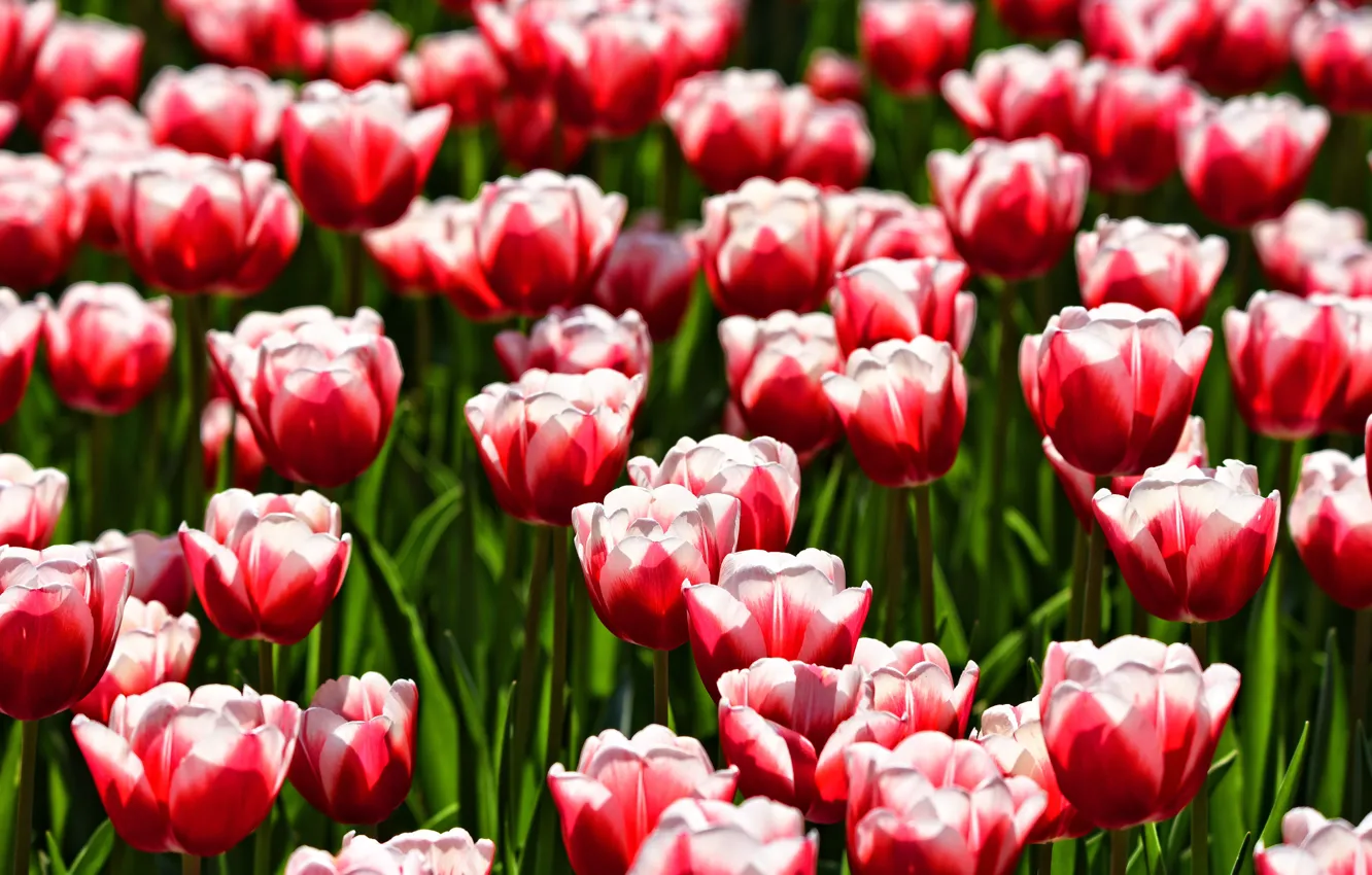 Photo wallpaper field, flowers, red, spring, tulips, buds, al, a lot