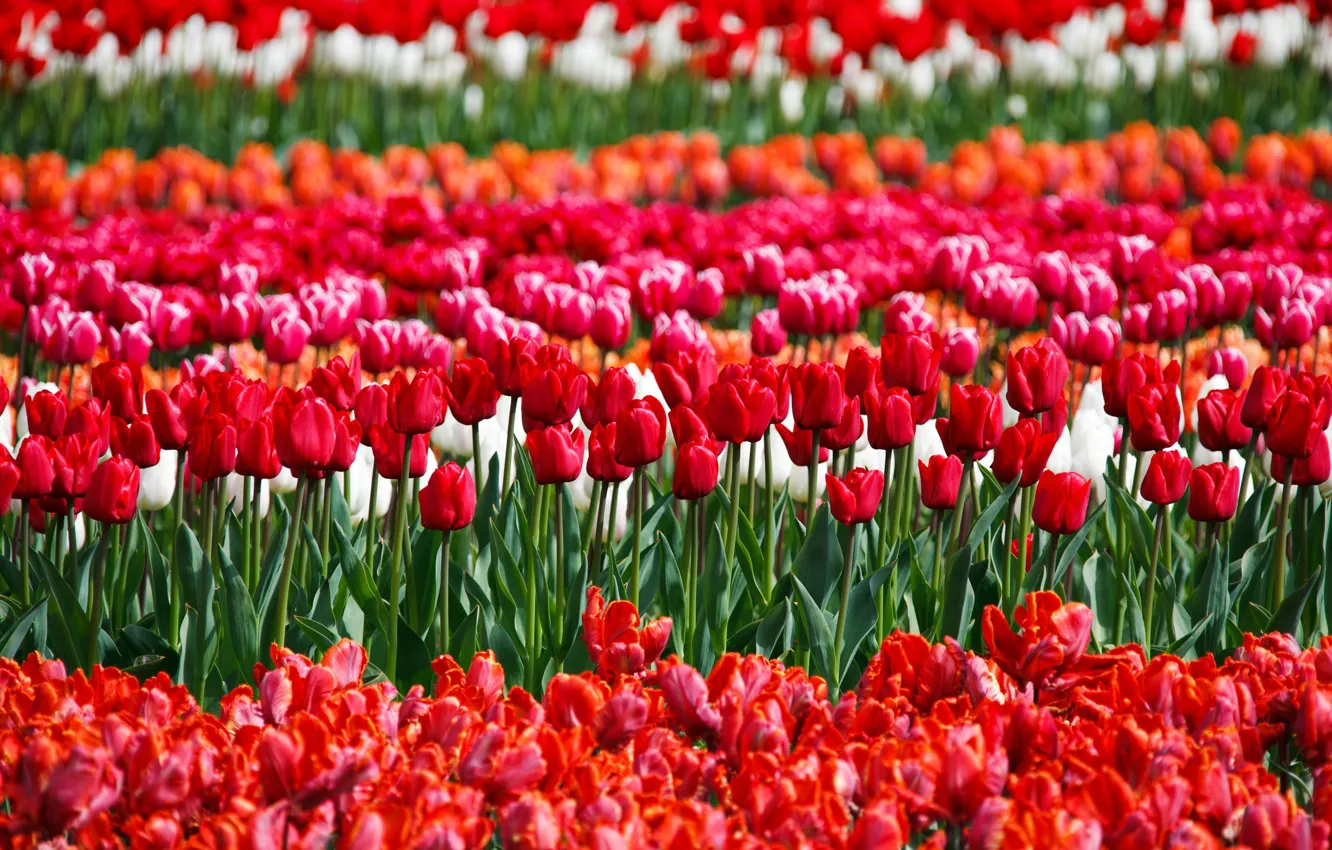 Photo wallpaper flowers, spring, tulips, red, a lot, plantation