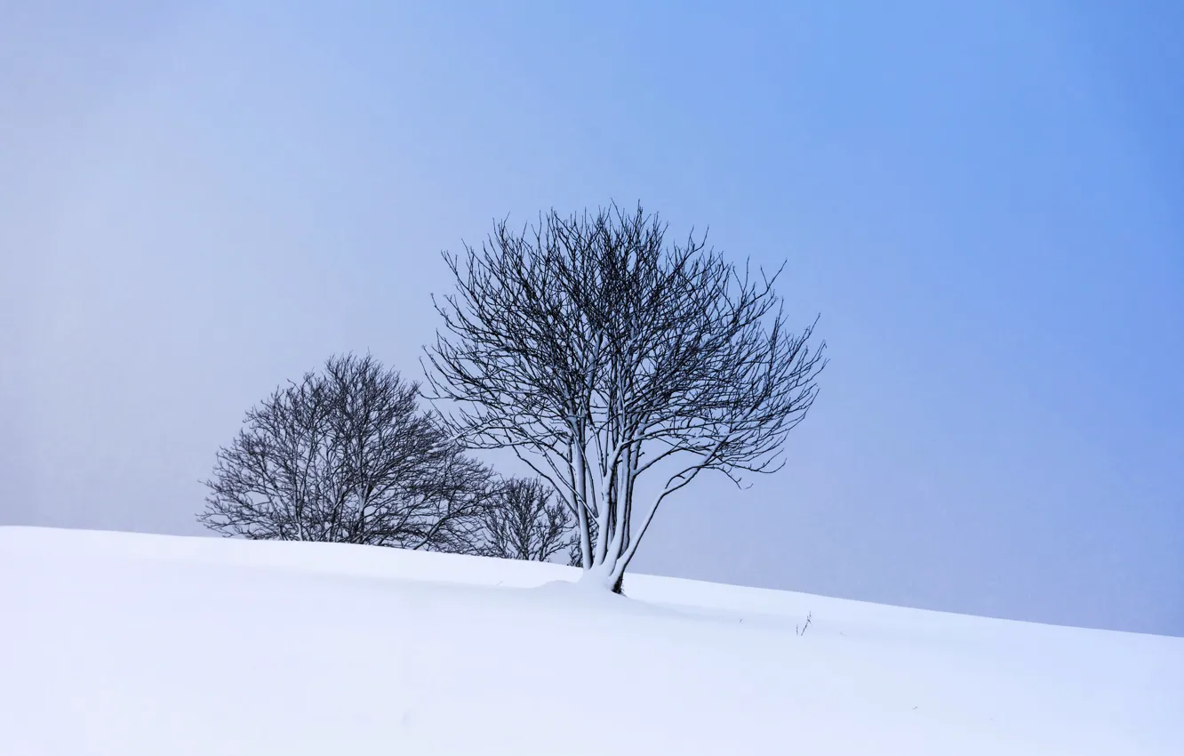 Photo wallpaper winter, snow, trees, slope