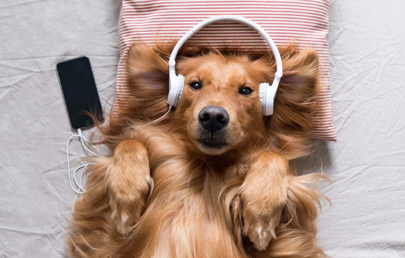 Photo wallpaper headphones, dog, animal, Happy, Golden Retriever, enjoy, interesting