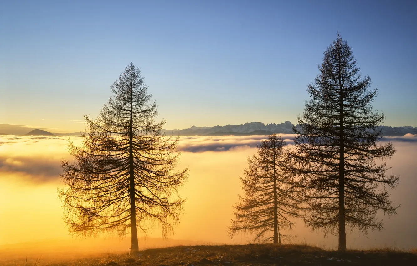 Photo wallpaper the sky, trees, mountains, fog