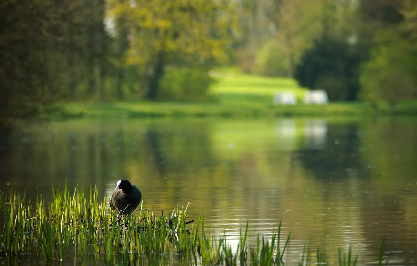 Photo wallpaper grass, lake, Park, bird, blur