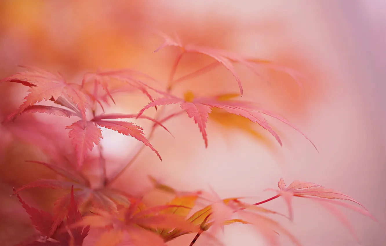 Photo wallpaper autumn, leaves, macro, plant