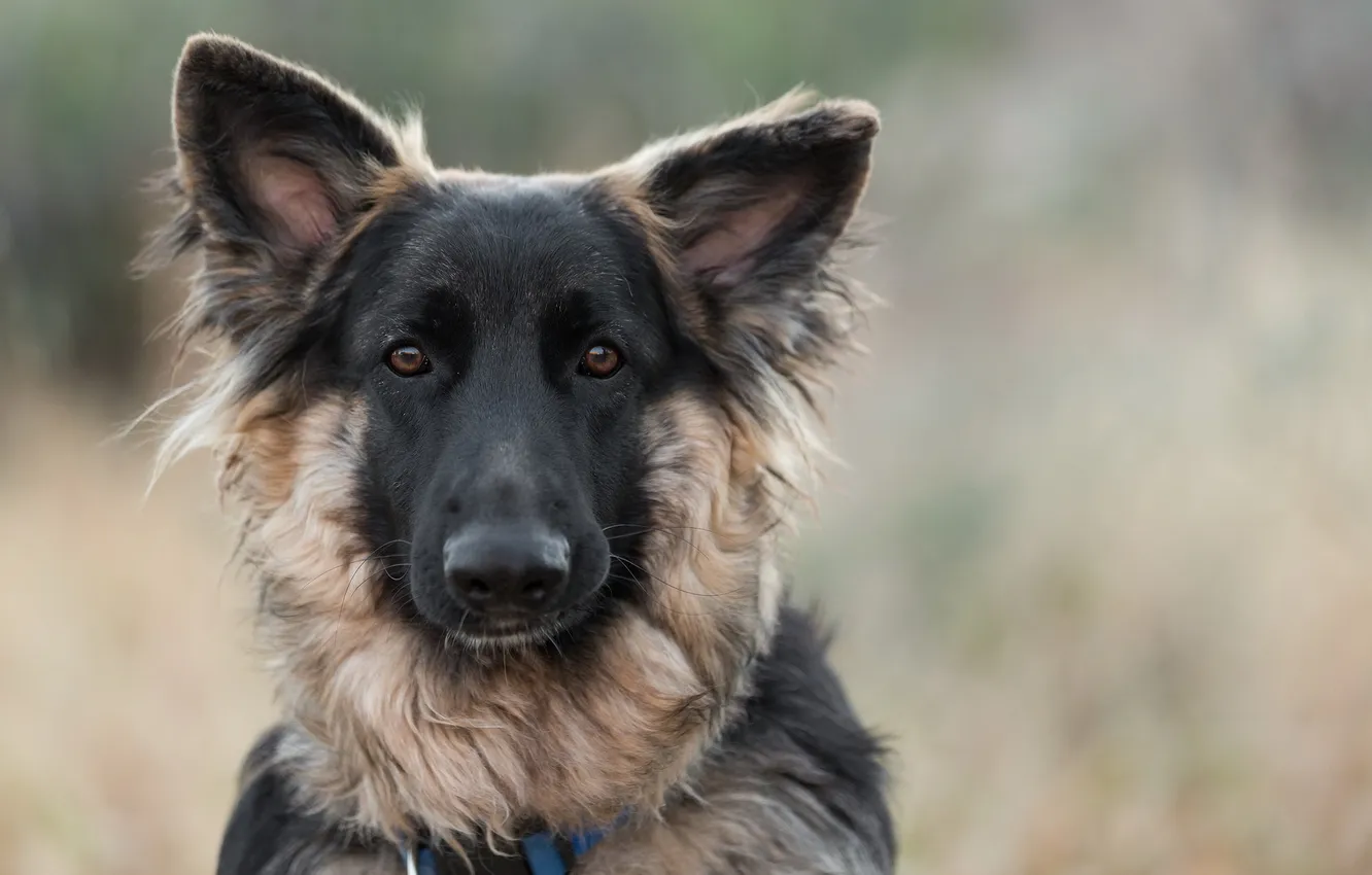 Photo wallpaper look, each, dog