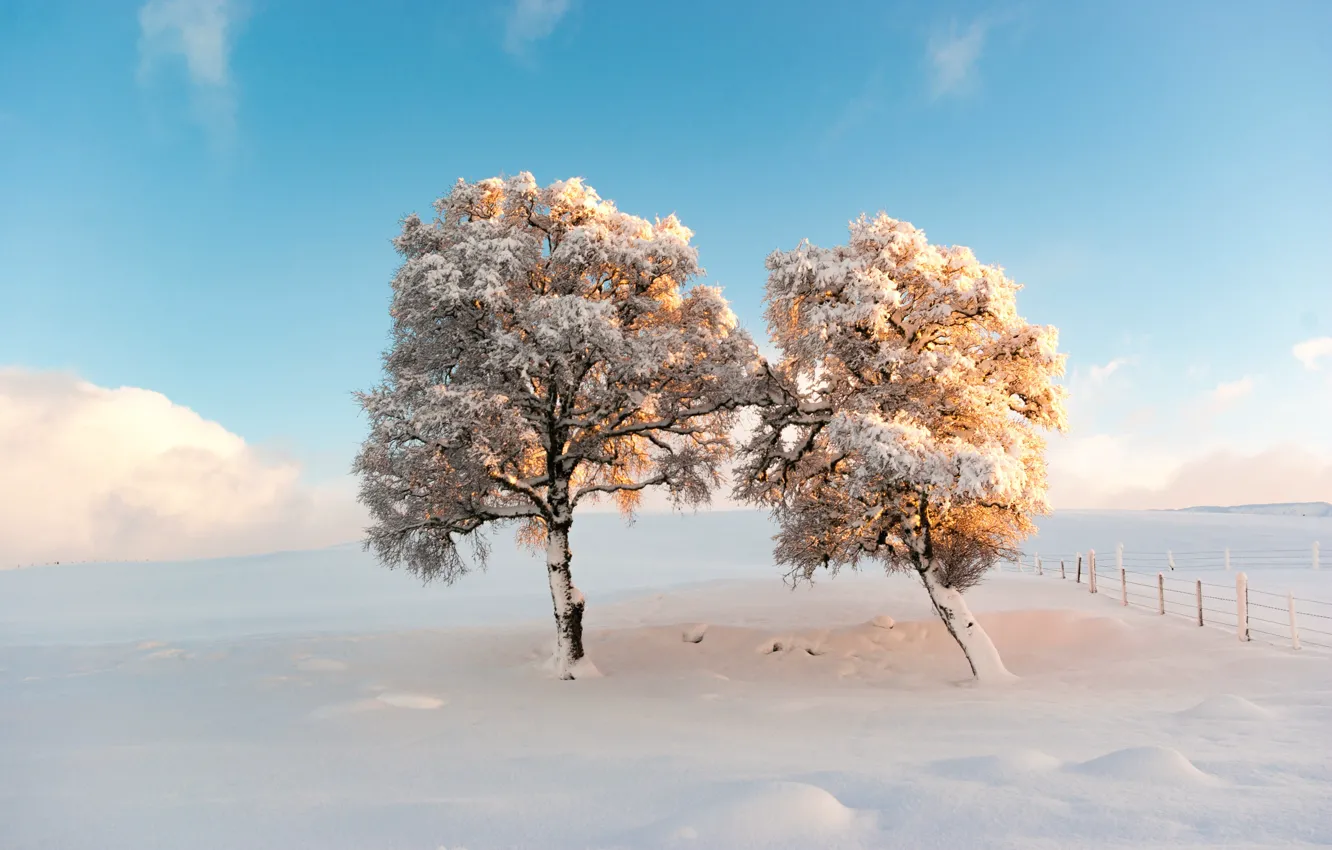 Photo wallpaper snow, trees, morning, frost