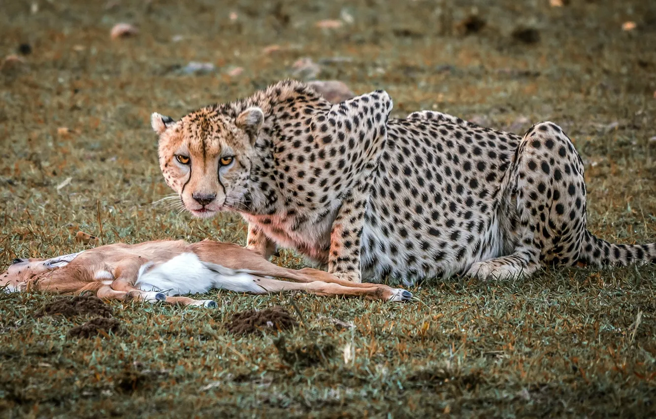 Photo wallpaper nature, Cheetah, hunting