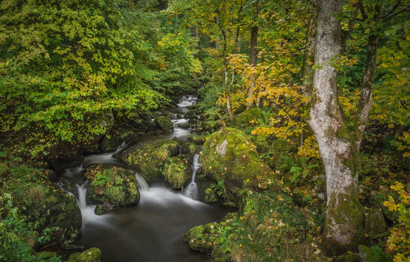 Photo wallpaper autumn, forest, trees, stream, stones, moss, Germany, river