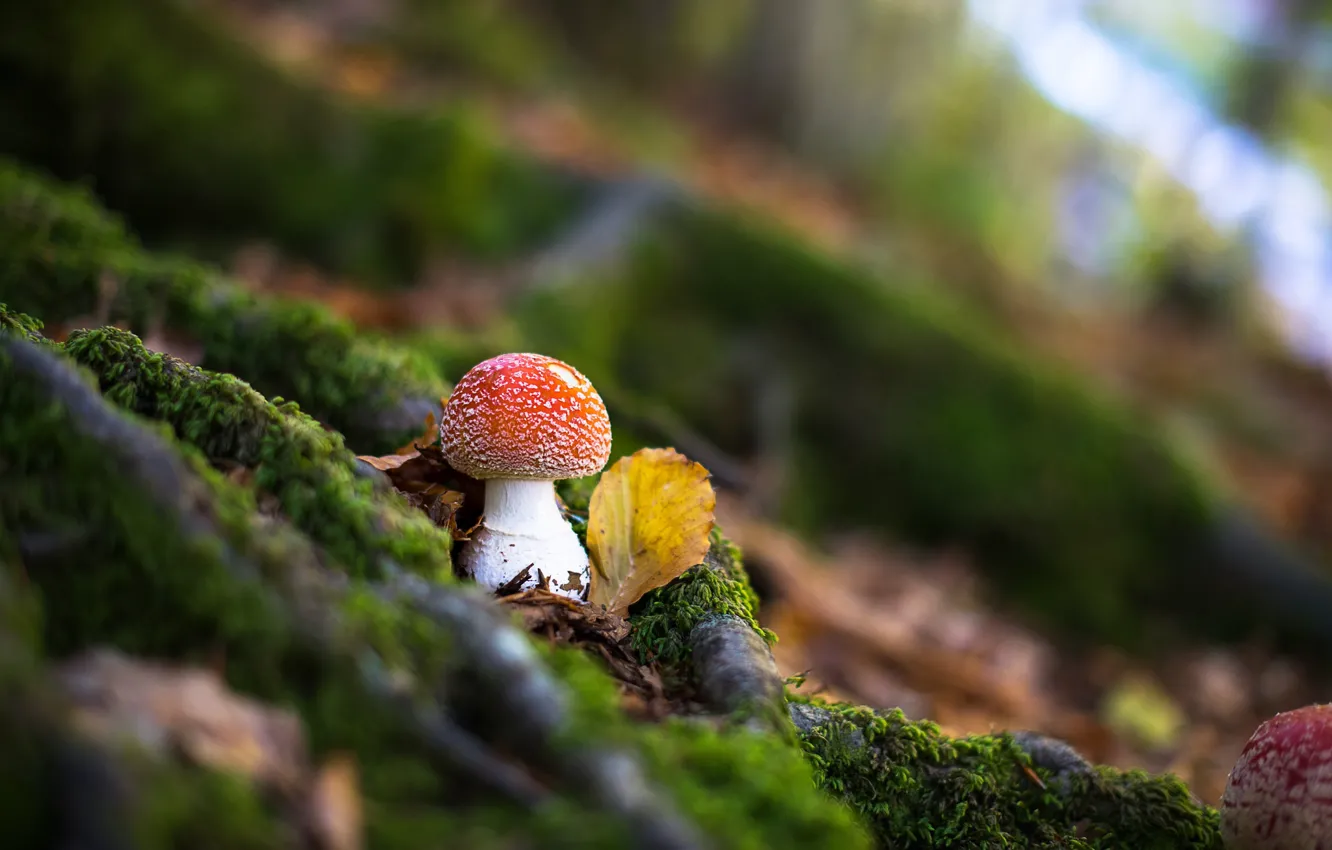 Photo wallpaper forest, mushrooms, blur, mushroom