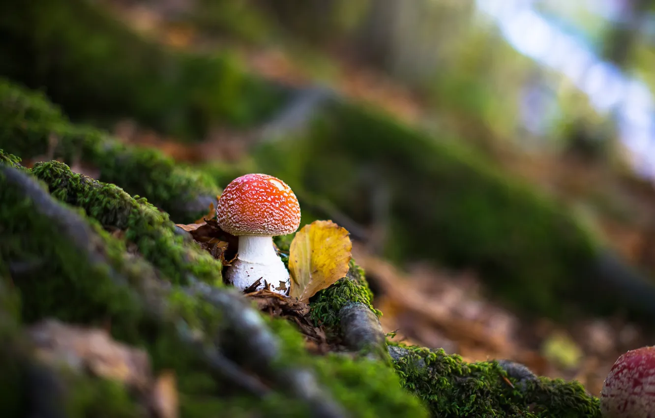 Photo wallpaper forest, mushroom, blur, mushroom