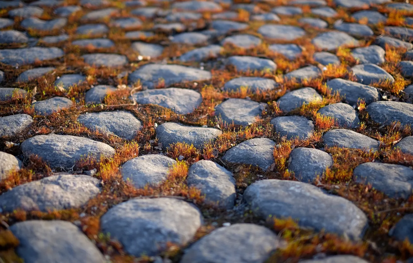Photo wallpaper stones, moss, blur