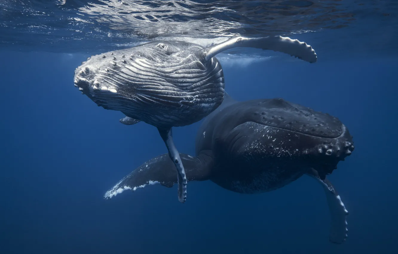 Photo wallpaper sea, nature, whales