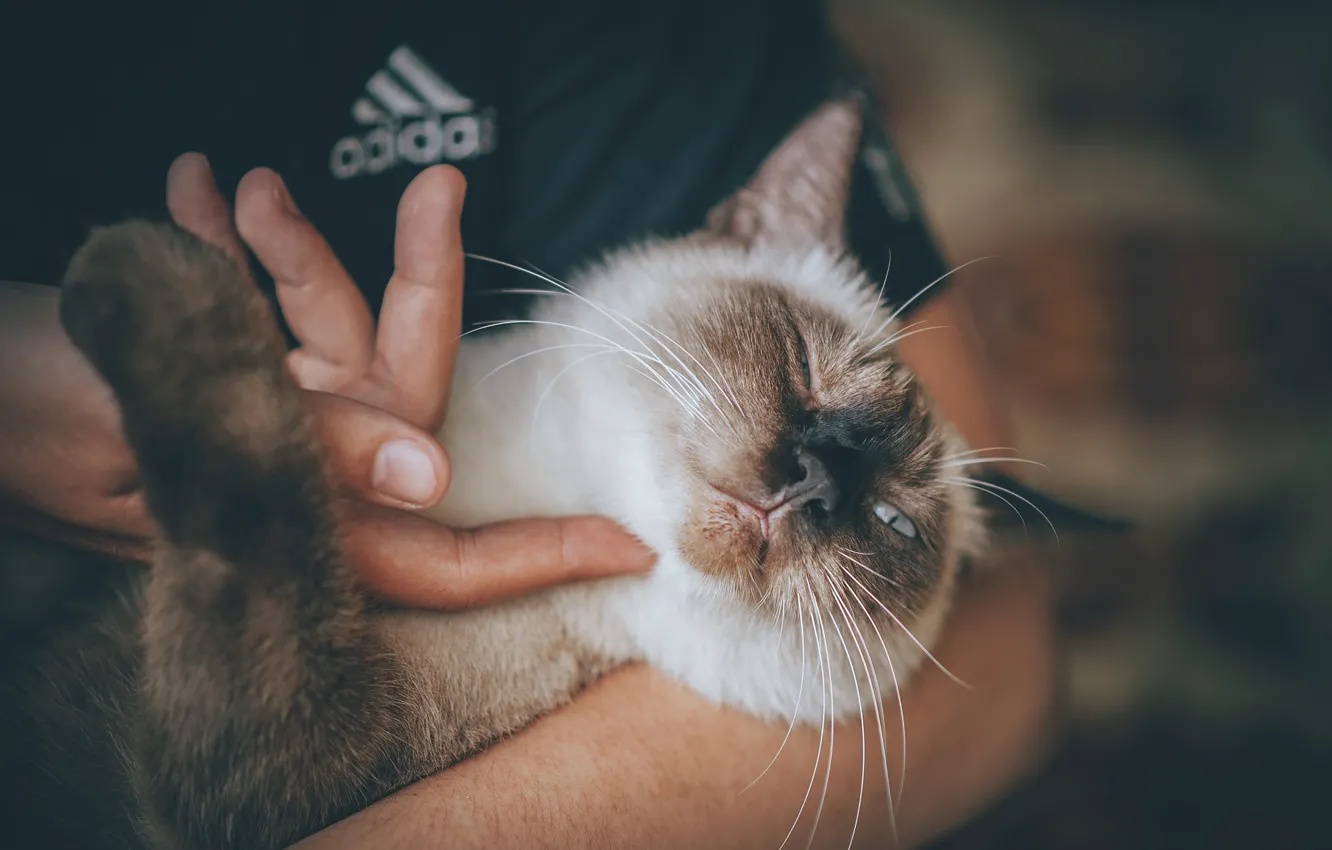 Photo wallpaper cat, hands, muzzle