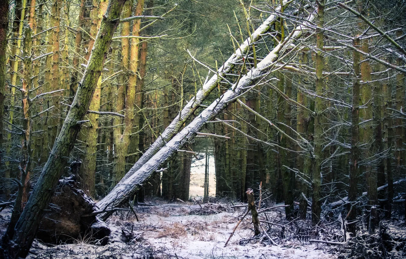 Photo wallpaper winter, forest, snow, trees, branches, trunk, pine, Bor