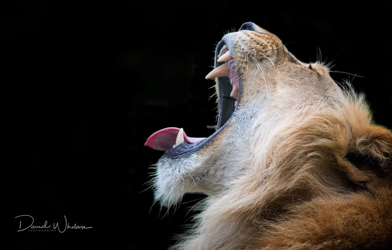 Photo wallpaper Leo, king, beast