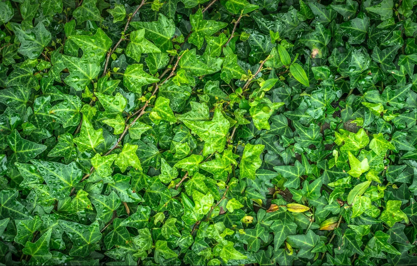Photo wallpaper leaves, drops, green