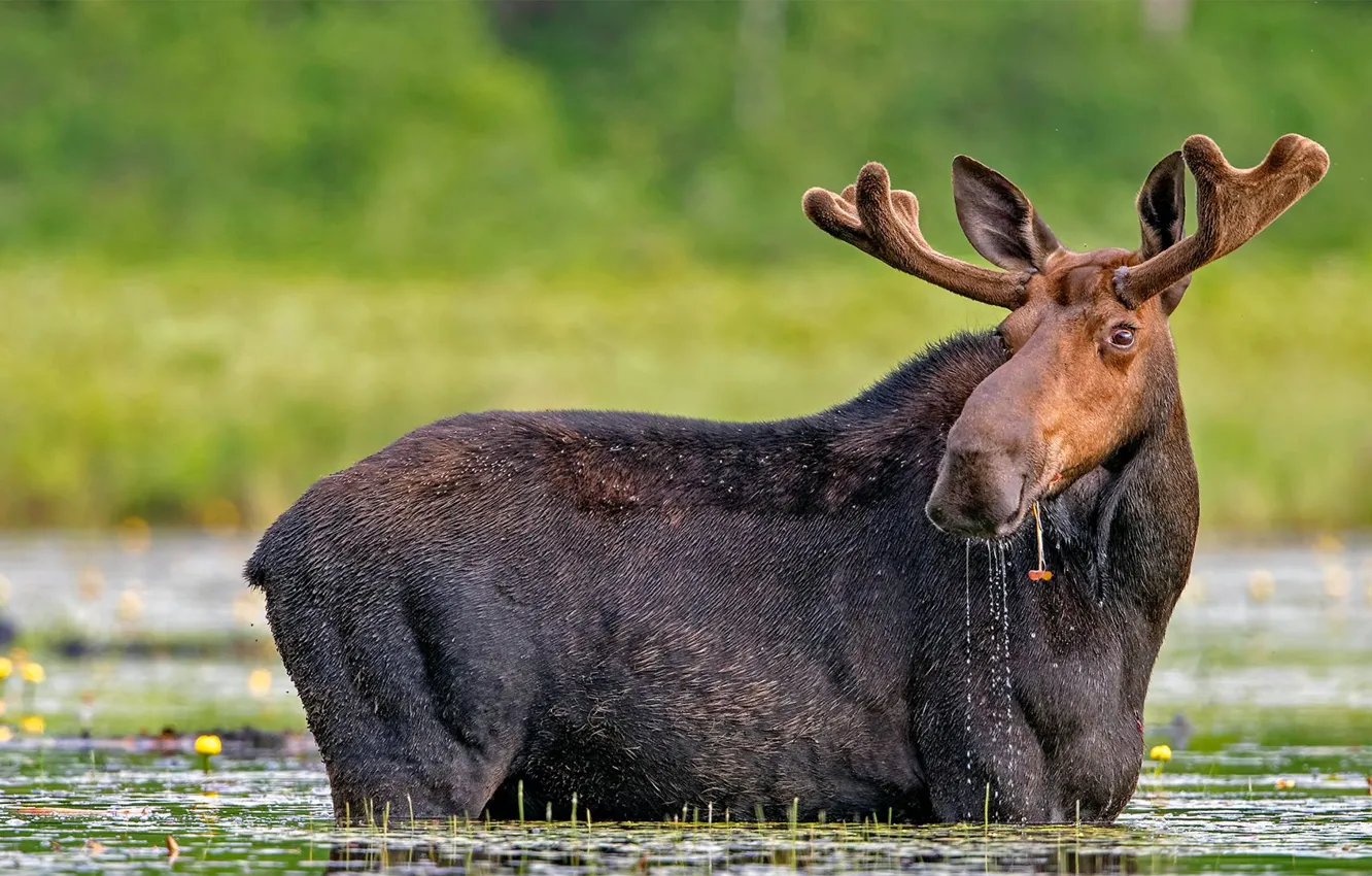 Photo wallpaper water, nature, horns, moose