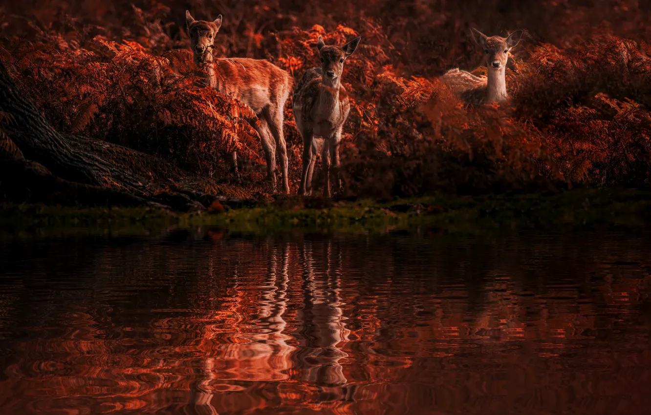 Photo wallpaper reflection, the dark background, shore, deer, pond, fawn, photoart