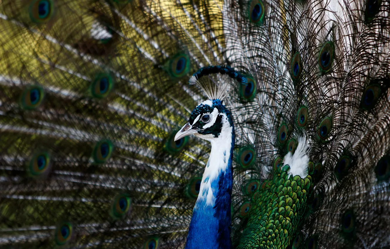 Photo wallpaper portrait, feathers, tail, peacock, bokeh, motley