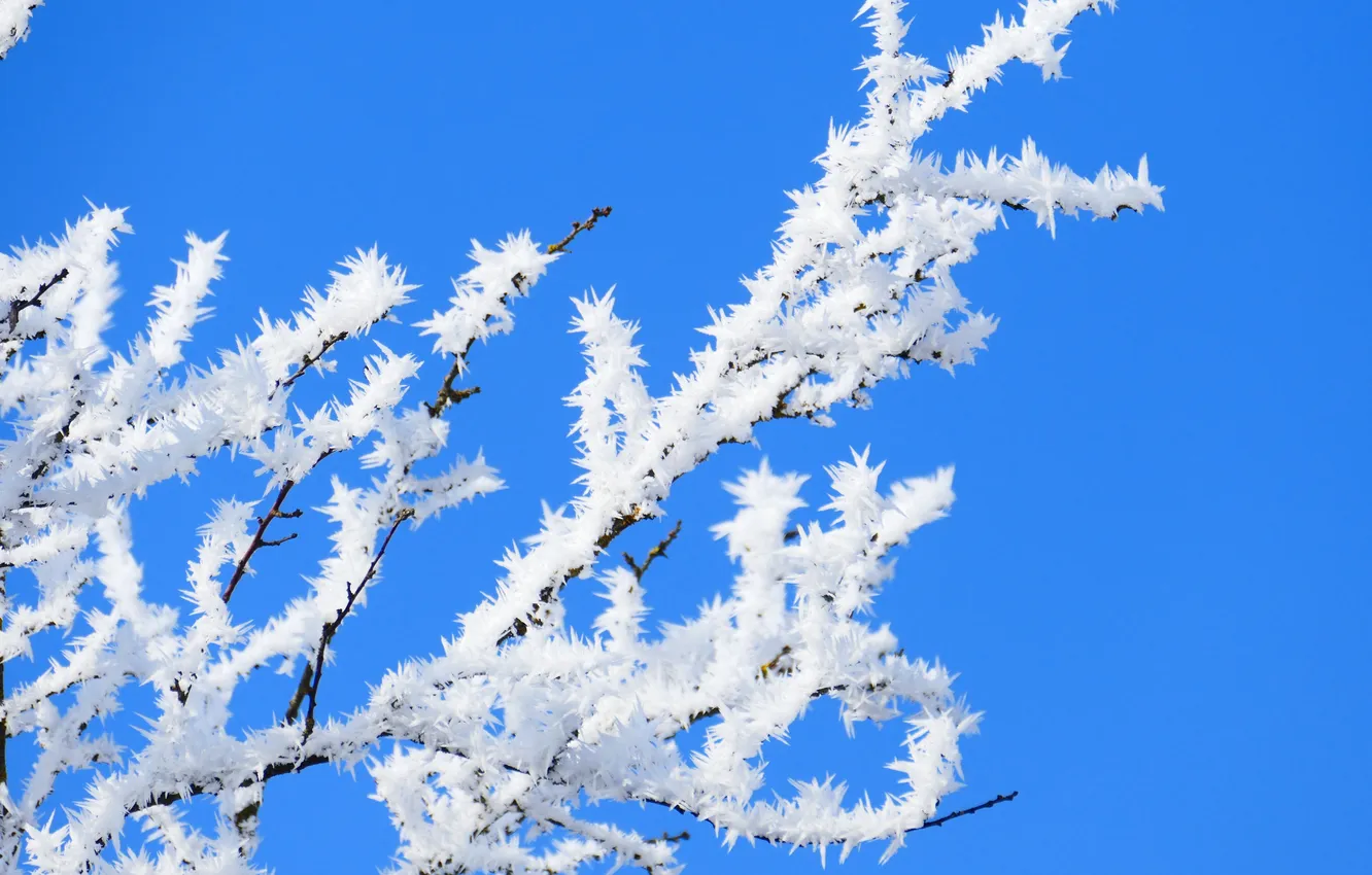 Photo wallpaper winter, frost, the sky, snow, trees, branches, nature, frost