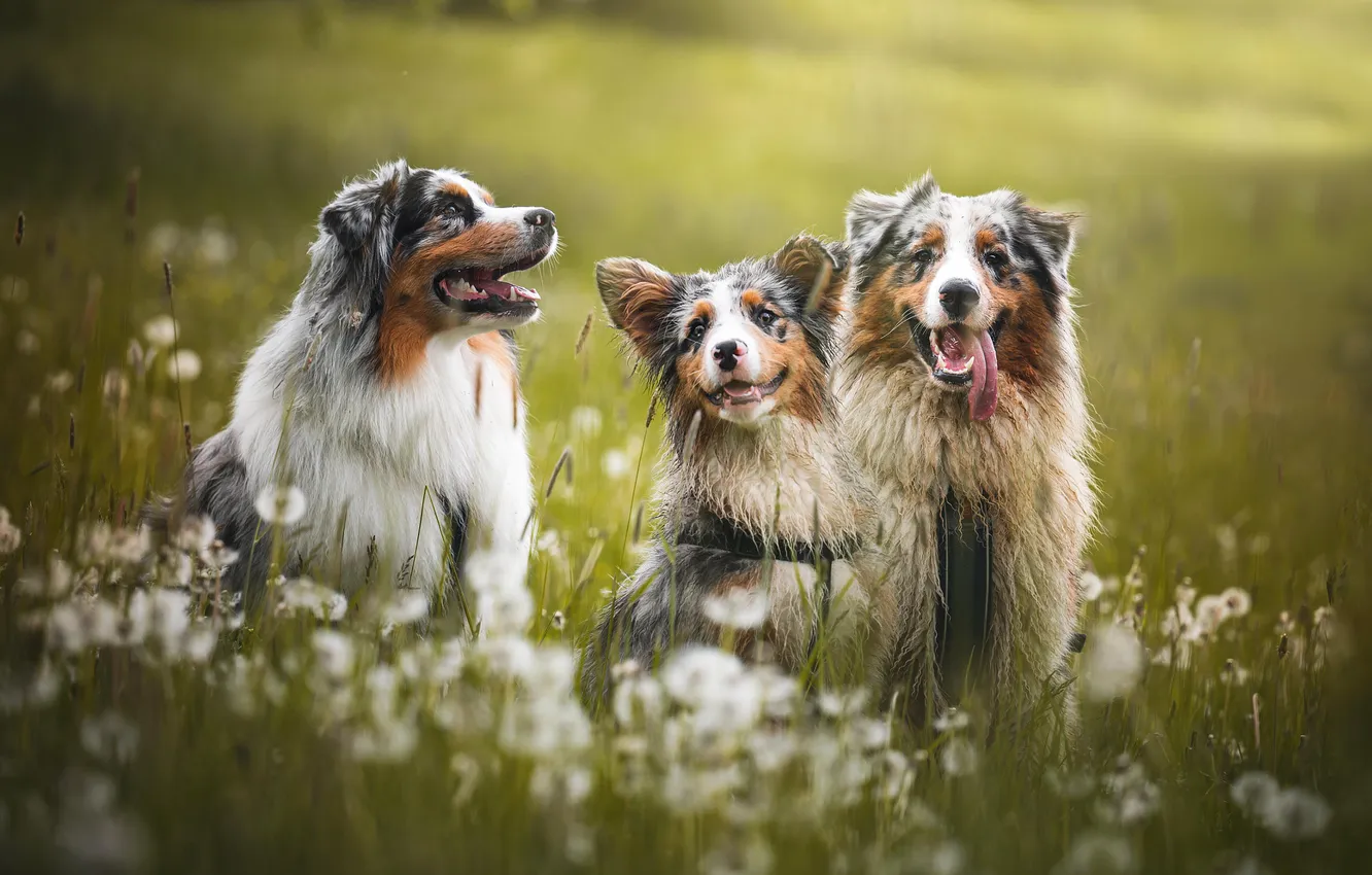 Photo wallpaper field, look, nature, pose, dandelion, dog, face, trio