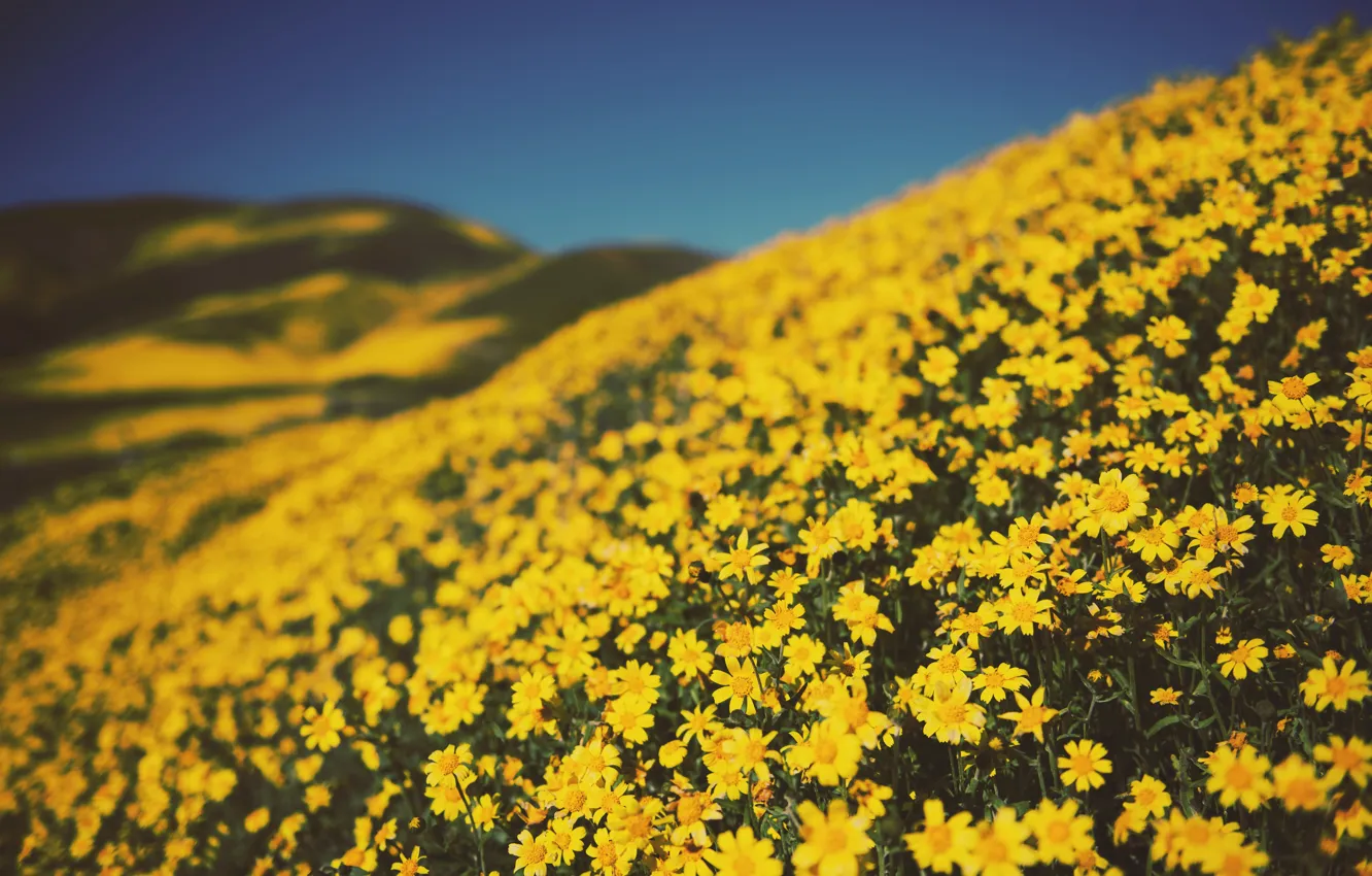 Photo wallpaper Flowers, Nature, Field, Yellow, Plant, Plants, Nature, Flowers