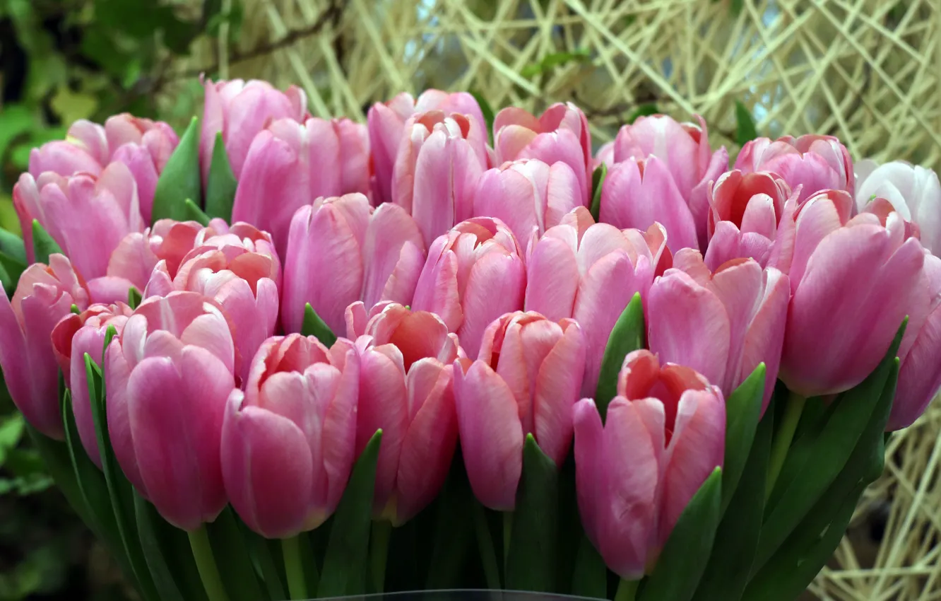 Photo wallpaper flowers, bouquet, spring, tulips, straw, pink, buds, bokeh