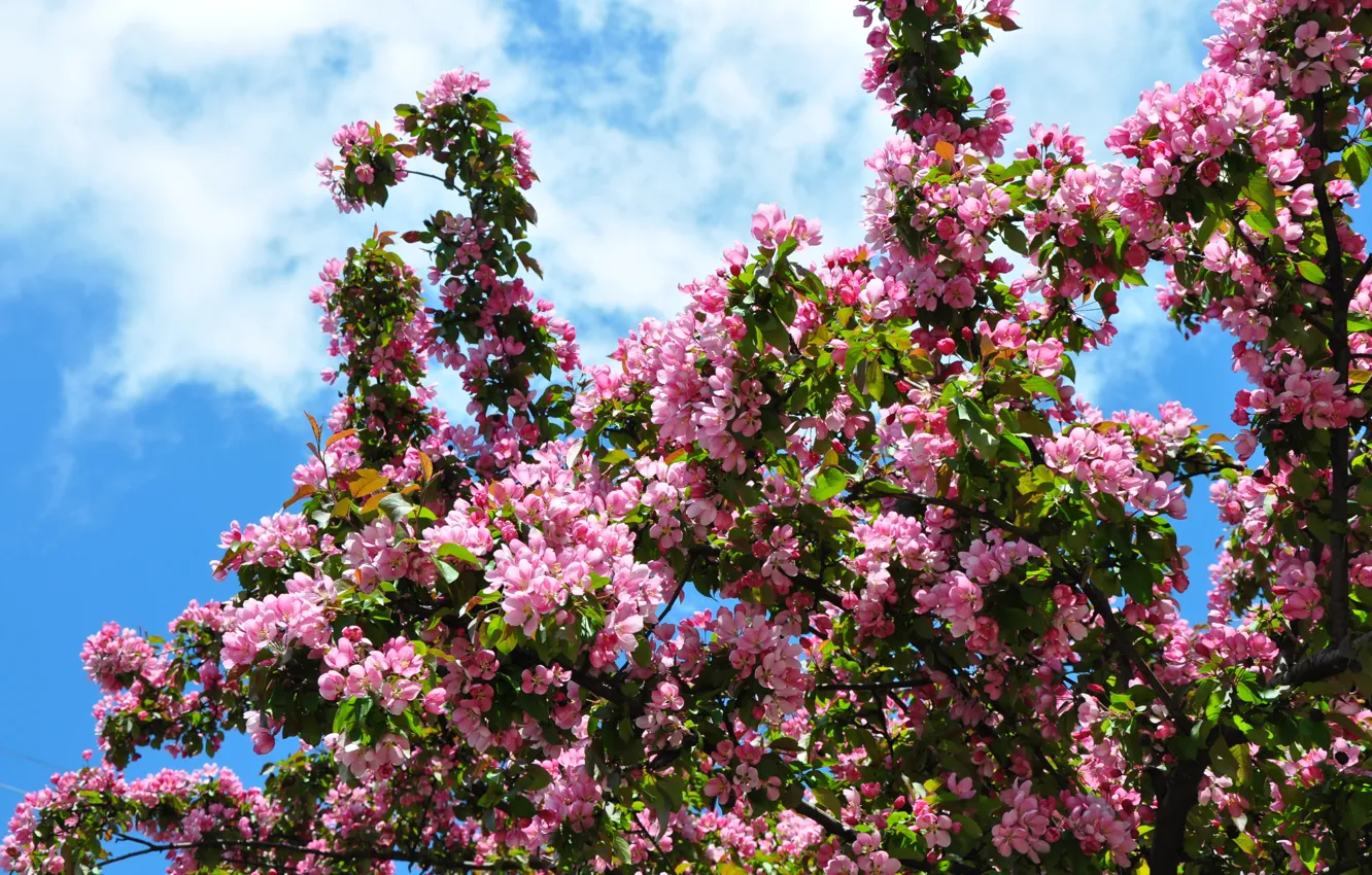 Photo wallpaper flowers, spring, Apple, flowering, flowering of Apple