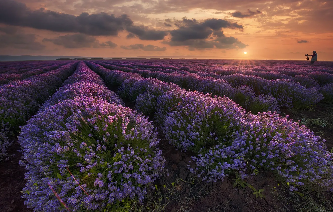 Photo wallpaper field, sunset, flowers, lavender, Bulgaria, Bulgaria, Yambol, Yambol