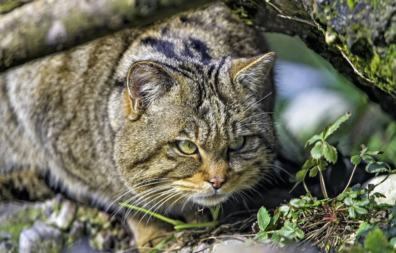 Photo wallpaper predator, hunting, wild cat
