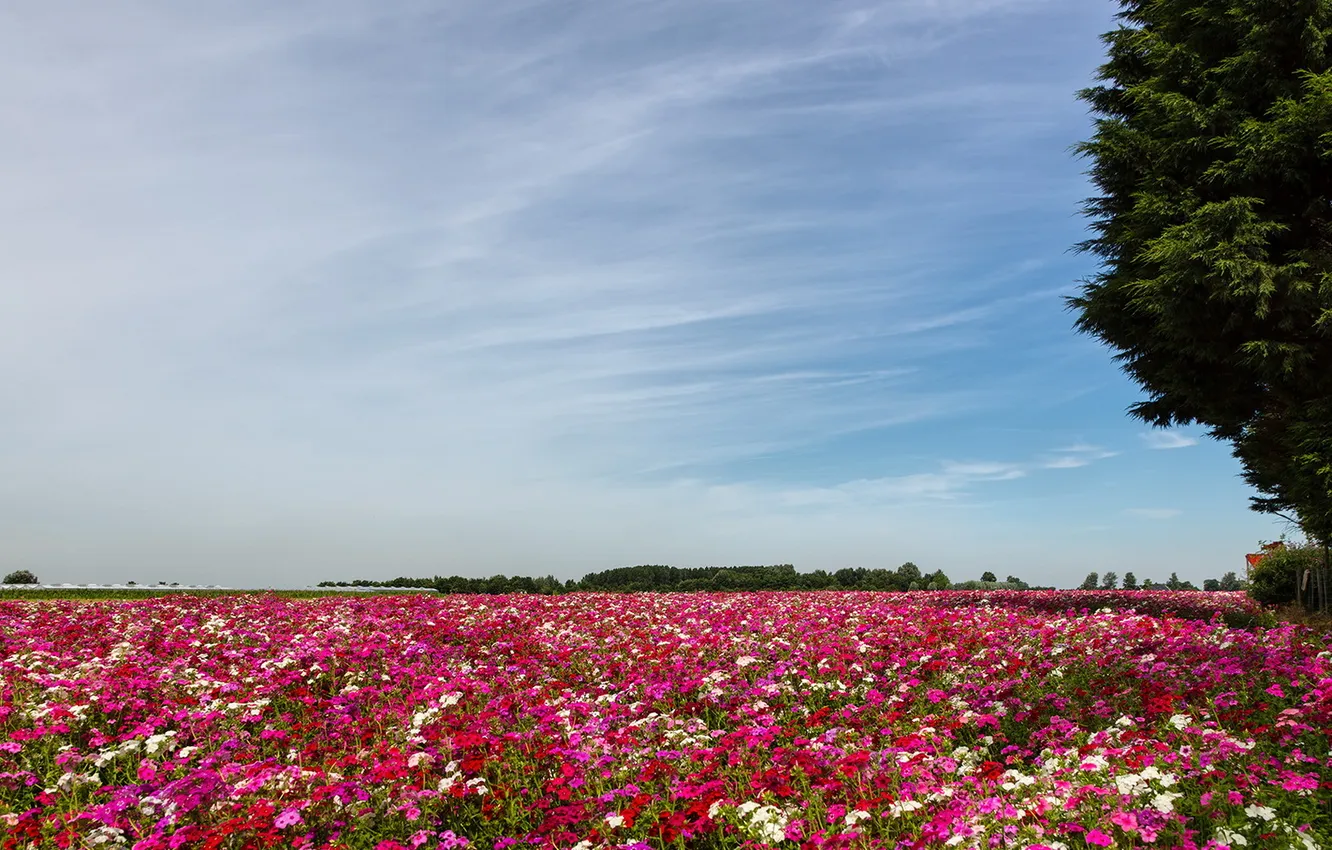 Photo wallpaper field, landscape, flowers