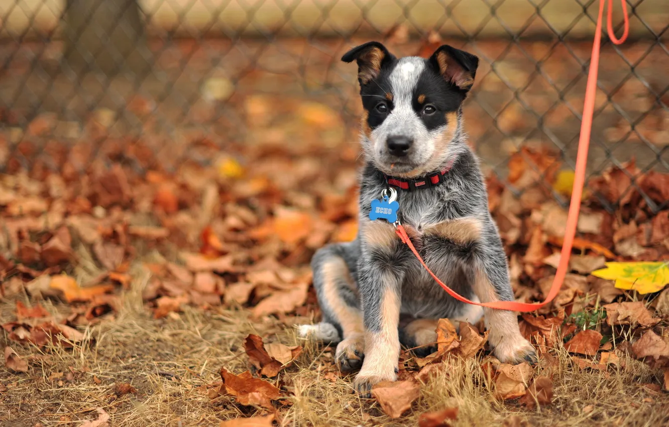 Photo wallpaper look, each, dog