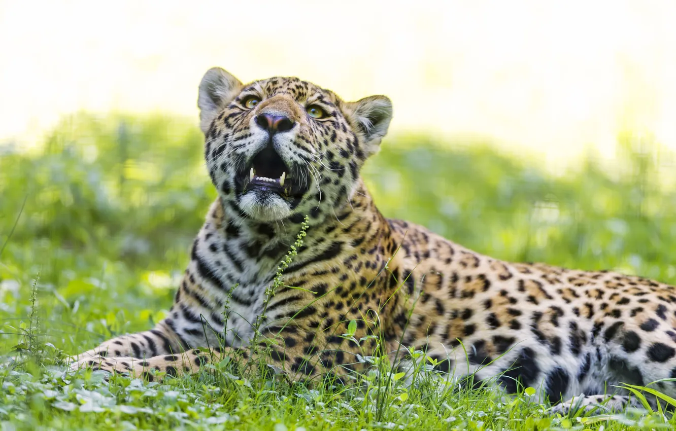 Photo wallpaper cat, summer, grass, Jaguar, ©Tambako The Jaguar