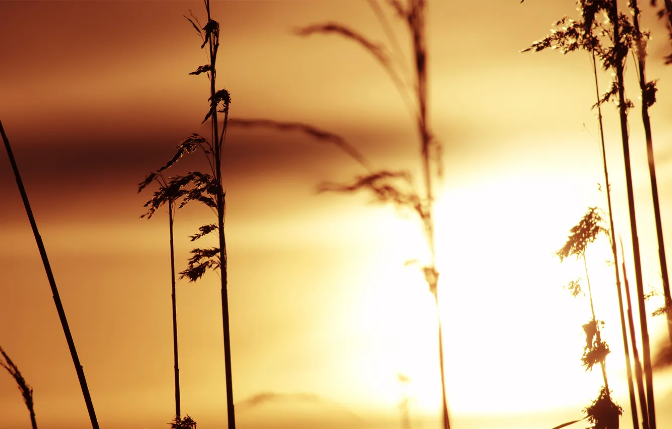 Photo wallpaper grass, the sun, sunset, stems, silhouette