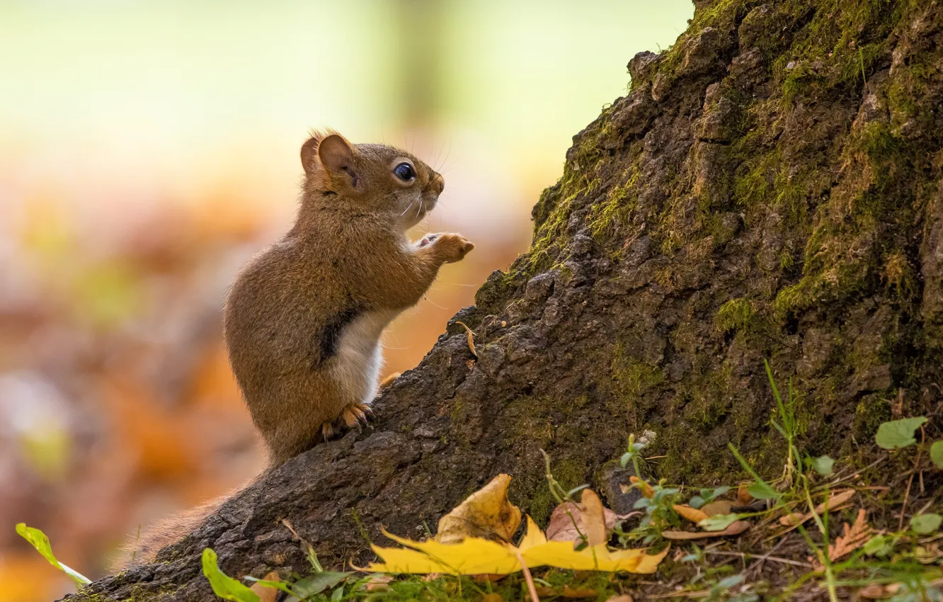 Photo wallpaper autumn, leaves, trees, background, protein, trunk, profile, bark
