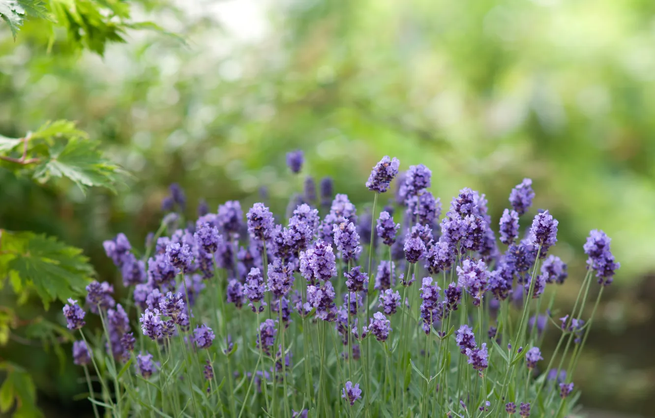 Photo wallpaper greens, flowers, lavender, bokeh