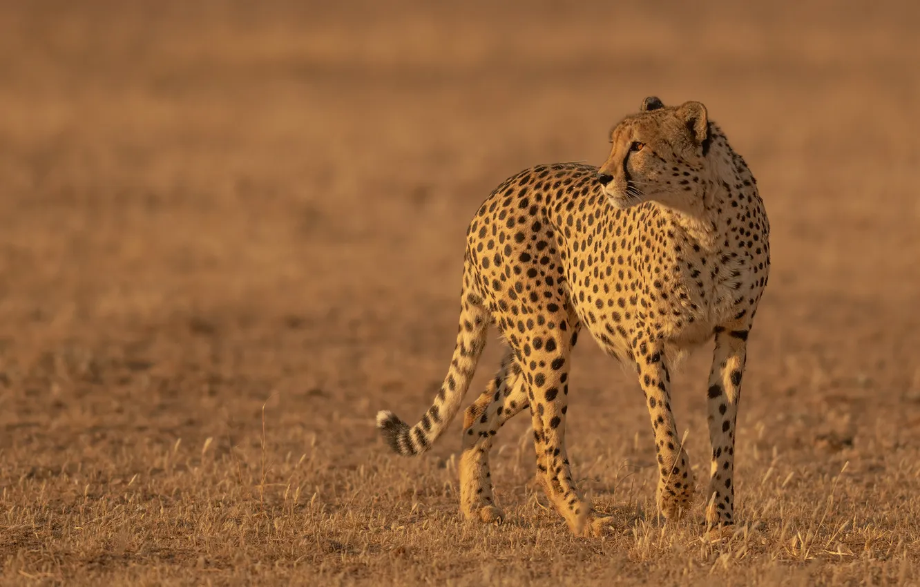 Photo wallpaper predator, Cheetah, wild cat