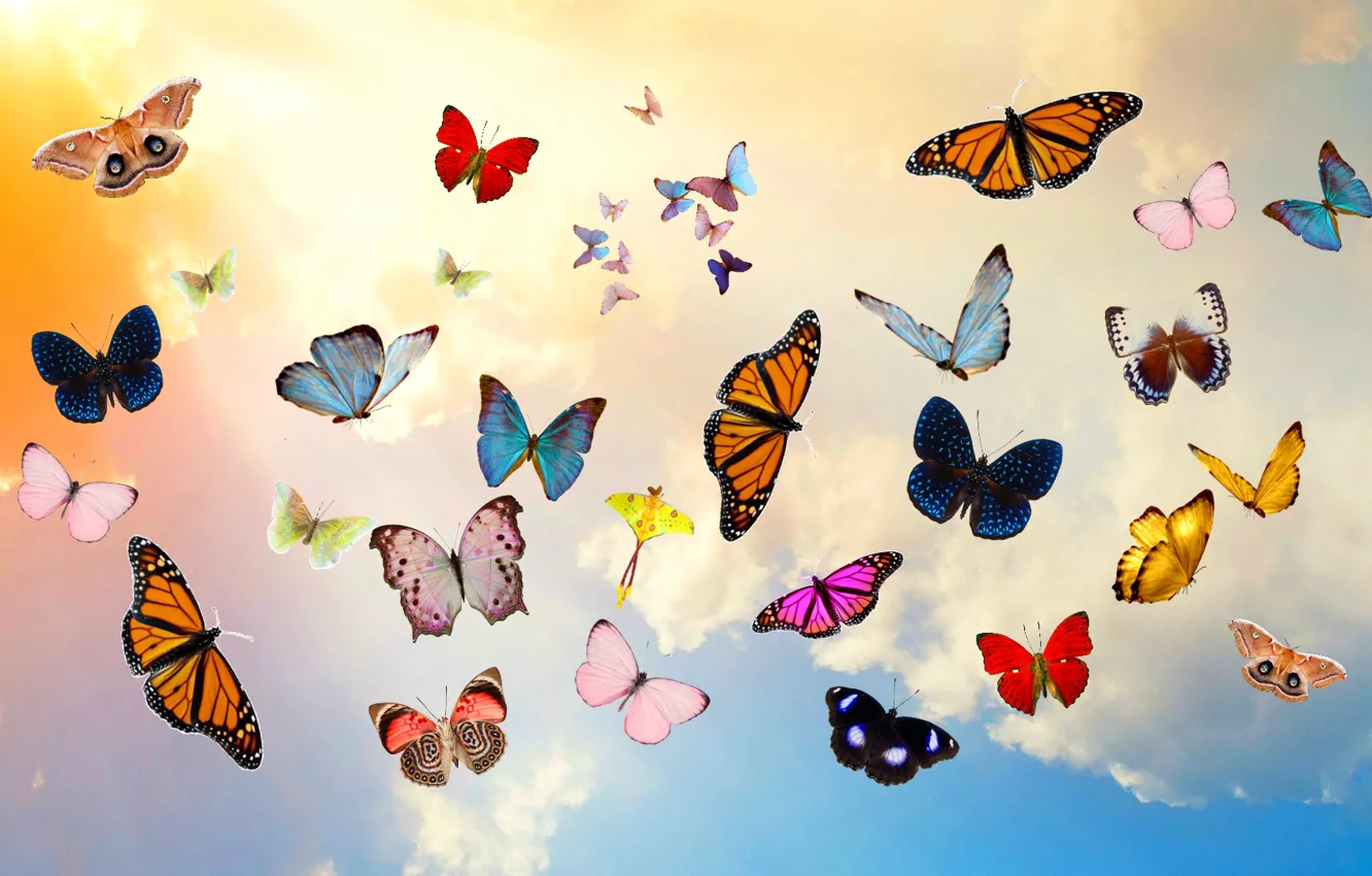 Photo wallpaper the sky, clouds, butterfly, collage
