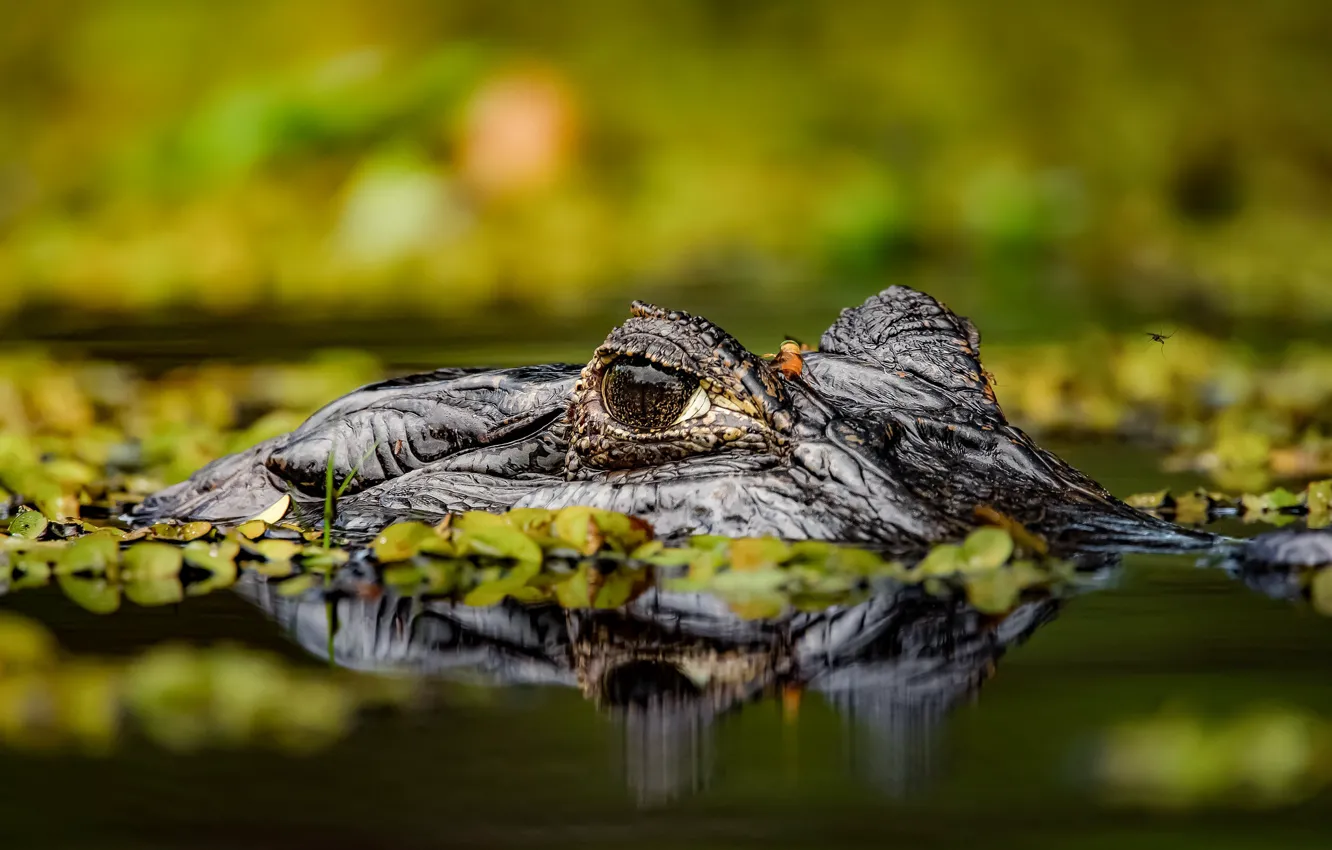 Photo wallpaper face, crocodile, pond