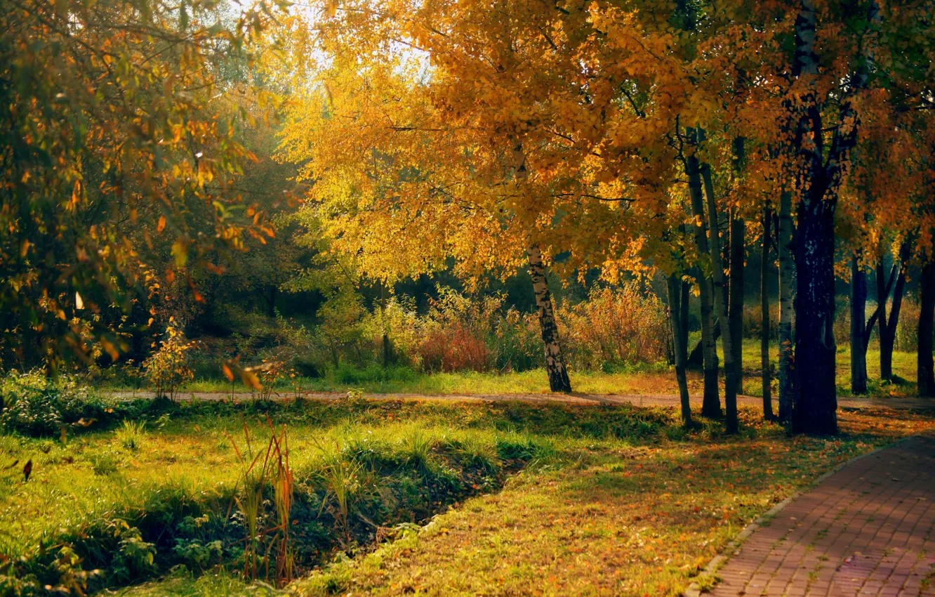 Photo wallpaper autumn, forest, light, trees, Park, glade, foliage, track